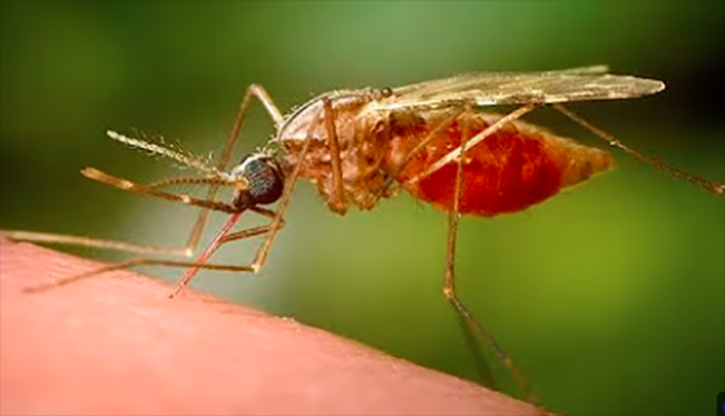 Dunia Was-was Jangan Sampai seperti Covid-19! Wabah Chikungunya Landa China, Karantina Diberlakukan